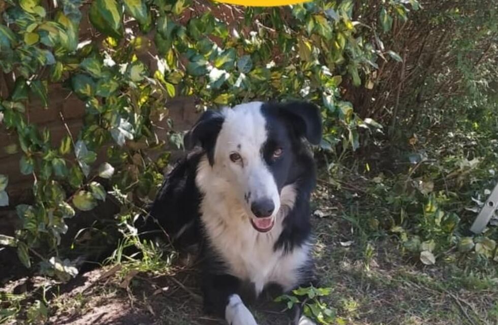 Apareció Suri: final feliz para la búsqueda de un perrita que se había perdido en Carlos Paz