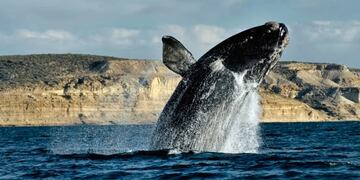 Llegaron dos especies de ballenas francas a la Península Valdés y se esperan más.
