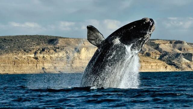 Llegaron dos especies de ballenas francas a la Península Valdés y se esperan más.