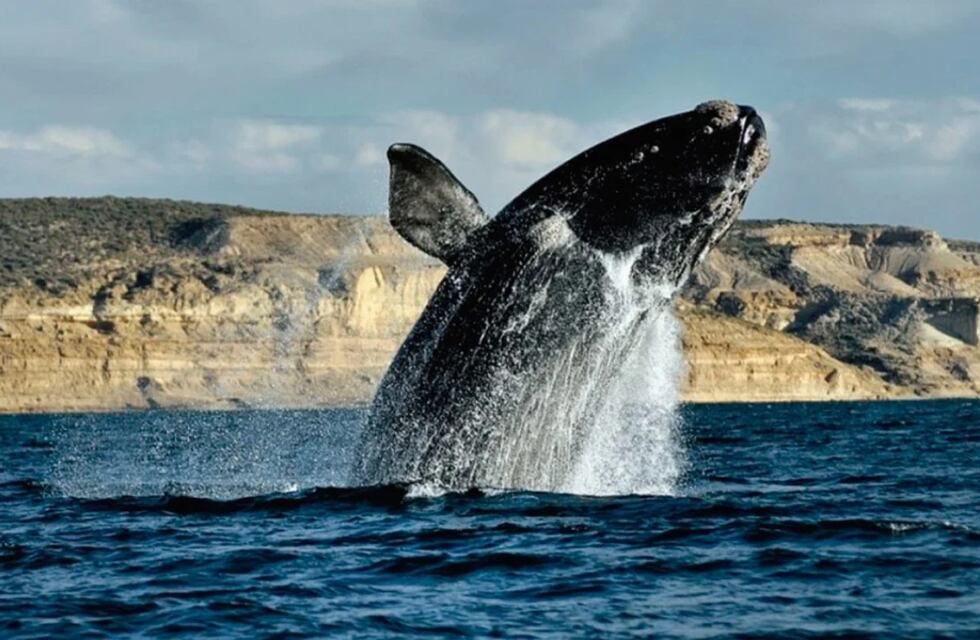 Llegaron las primeras ballenas francas a la Península Valdés
