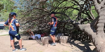 Ciudad de Córdoba: un árbol cayó sobre un hombre de 40 años en Plaza Alberdi. (Policía de Córdoba)