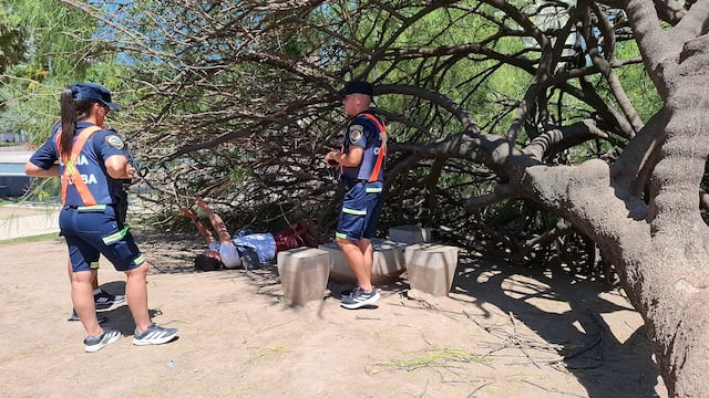 Ciudad de Córdoba: un árbol cayó sobre un hombre de 40 años en Plaza Alberdi. (Policía de Córdoba)