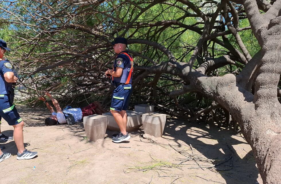 Insólito en Córdoba: estaba en una plaza y le cayó encima un árbol enorme