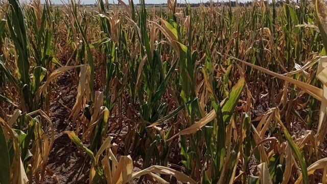 La sequía generó una fuerte caída de la actividad económica. Foto: La Voz.