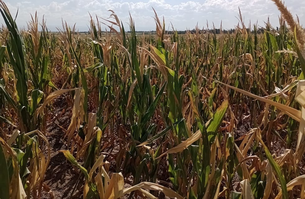 La actividad económica registró una fuerte caída de 5,5% en mayo arrastrada por la sequía