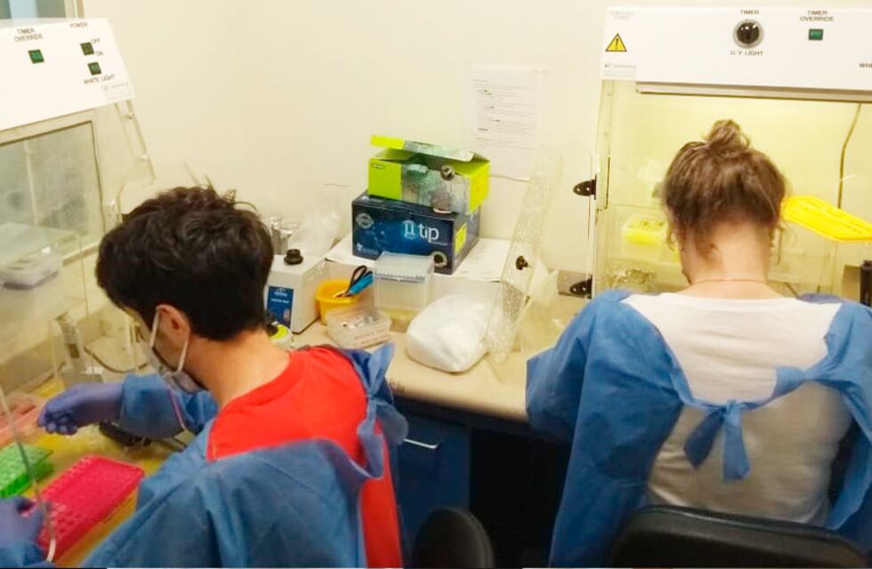 Coronavirus: científicos argentinos detectaron mutaciones que podrían tratarse de variantes locales