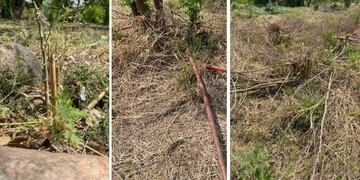 La comunidad de la zona había plantado estos árboles nativos en el predio de un exbasural, que ellos mismos recuperaron. (Río Sustentable)