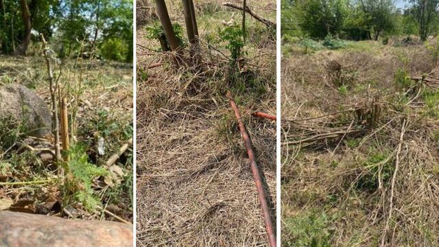 La comunidad de la zona había plantado estos árboles nativos en el predio de un exbasural, que ellos mismos recuperaron. (Río Sustentable)