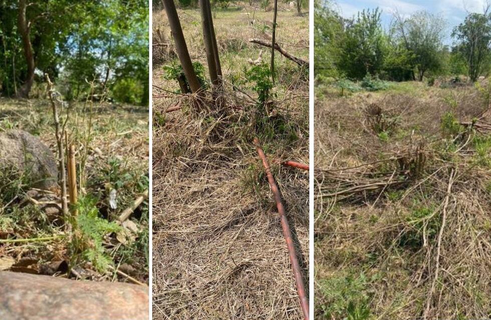 Denuncian a la Municipalidad de Córdoba por tala de 150 árboles nativos