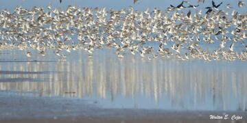 Bandada de aves playeras - PH Walter Cejas