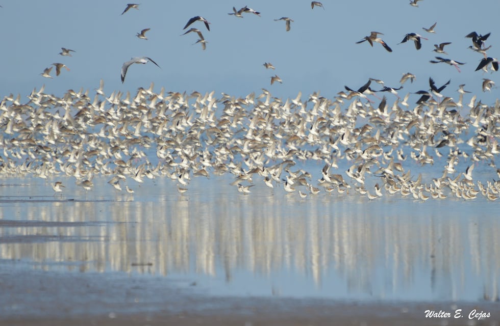 El 1° Festival Internacional de Aves Playeras, fue una vidriera del valor de Ansenuza