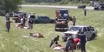 Los vecinos estuvieron hasta la mañana del lunes carneando los animales muertos