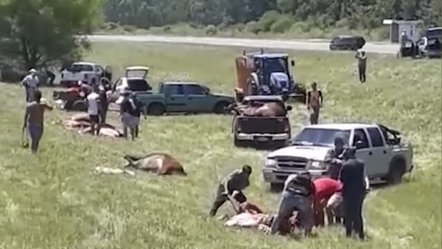 Los vecinos estuvieron hasta la mañana del lunes carneando los animales muertos