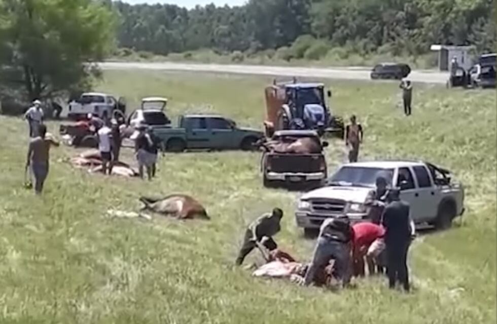 Volcó un camión jaula en Ruta 14 y los vecinos carnearon los animales