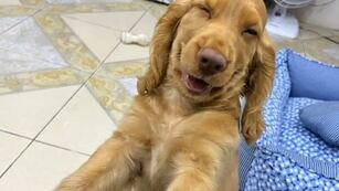 Risas. La reacción del perrito tras su travesura cautivó los corazones de los usuarios. (Captura de video)
