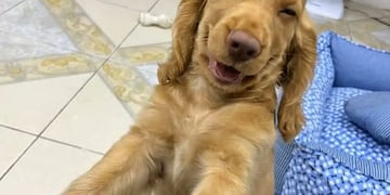 Risas. La reacción del perrito tras su travesura cautivó los corazones de los usuarios. (Captura de video)