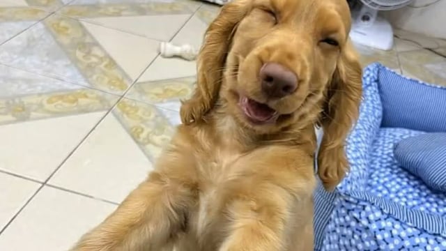 Risas. La reacción del perrito tras su travesura cautivó los corazones de los usuarios. (Captura de video)