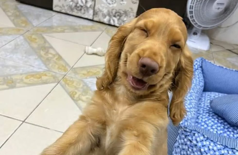 Mascotas perdidas: el novedoso método que aplican en Carlos Paz para encontrar animalitos perdidos