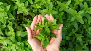 4 plantas fáciles de conseguir y que ayudan a combatir el calor de forma natural. (Foto: Freepik)