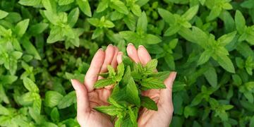 4 plantas fáciles de conseguir y que ayudan a combatir el calor de forma natural. (Foto: Freepik)