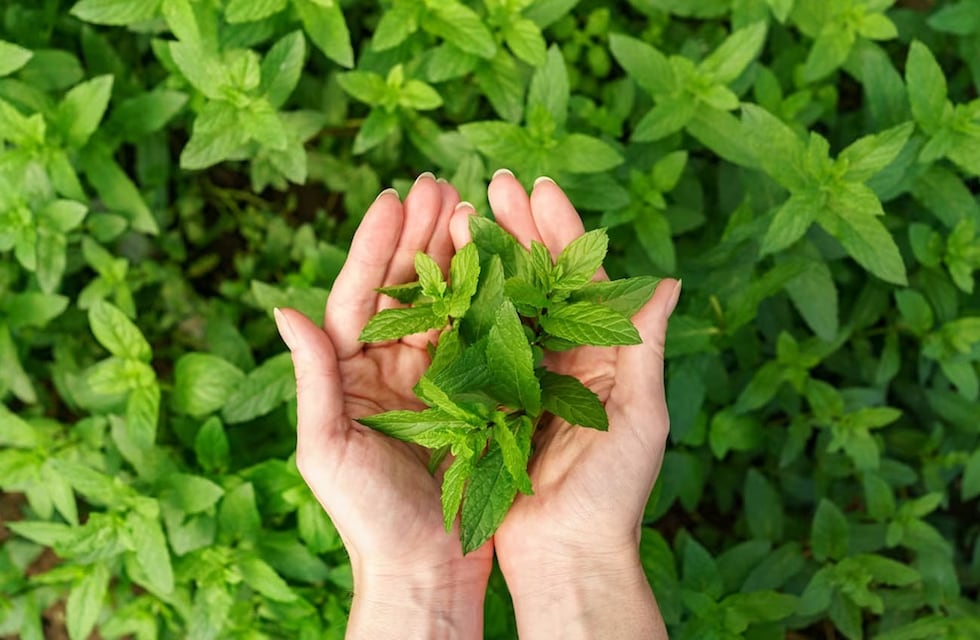 4 plantas fáciles de conseguir y que ayudan a combatir el calor de forma natural