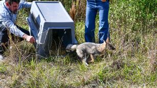 Especies silvestres liberadas