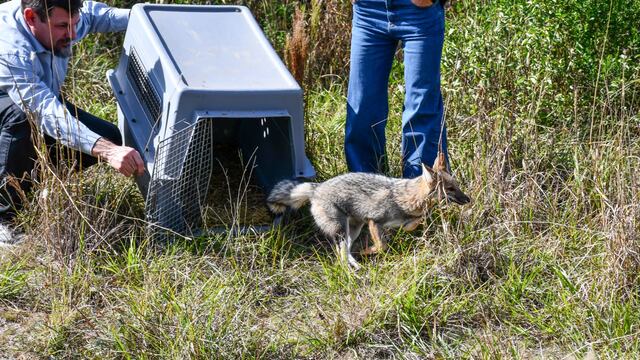 Especies silvestres liberadas