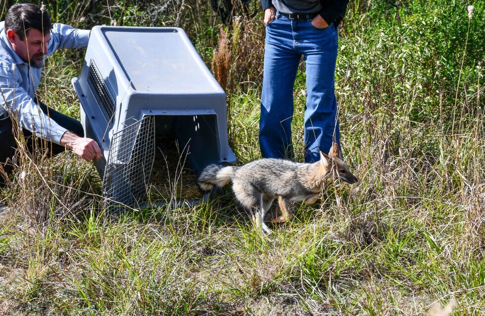 Punilla: liberaron 57 animales silvestres en su hábitat natural