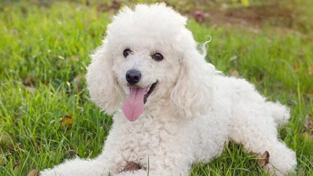 Robaron su caniche y le exigieron 15 mil pesos por su rescate.