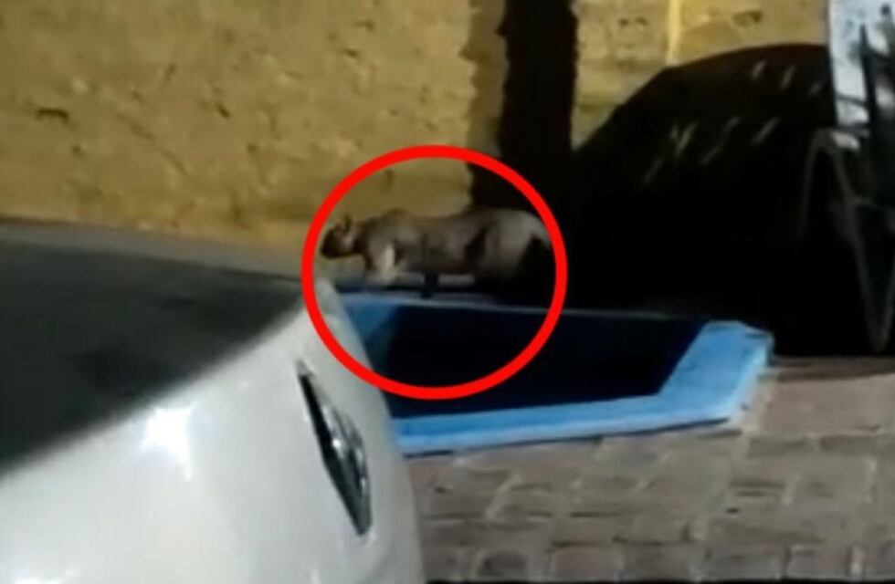 Longchamps: filmaron a un puma en el patio trasero de una casa