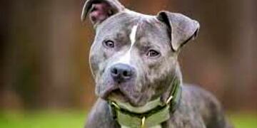 Los perros de raza pitbull, un problema en toda la provincia de Córdoba.