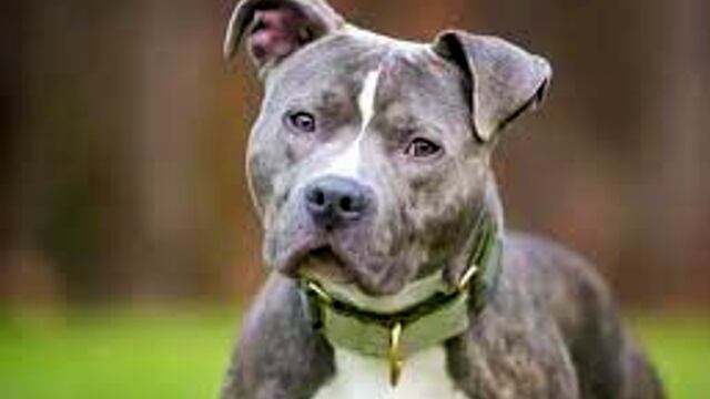 Los perros de raza pitbull, un problema en toda la provincia de Córdoba.