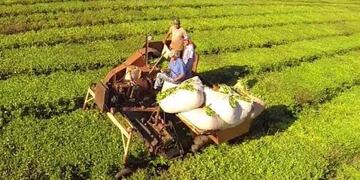 Balance positivo para los productos de exportación de Misiones durante el primer semestre