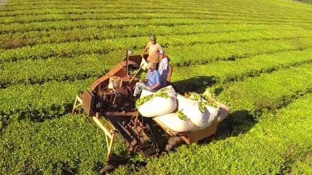 Balance positivo para los productos de exportación de Misiones durante el primer semestre