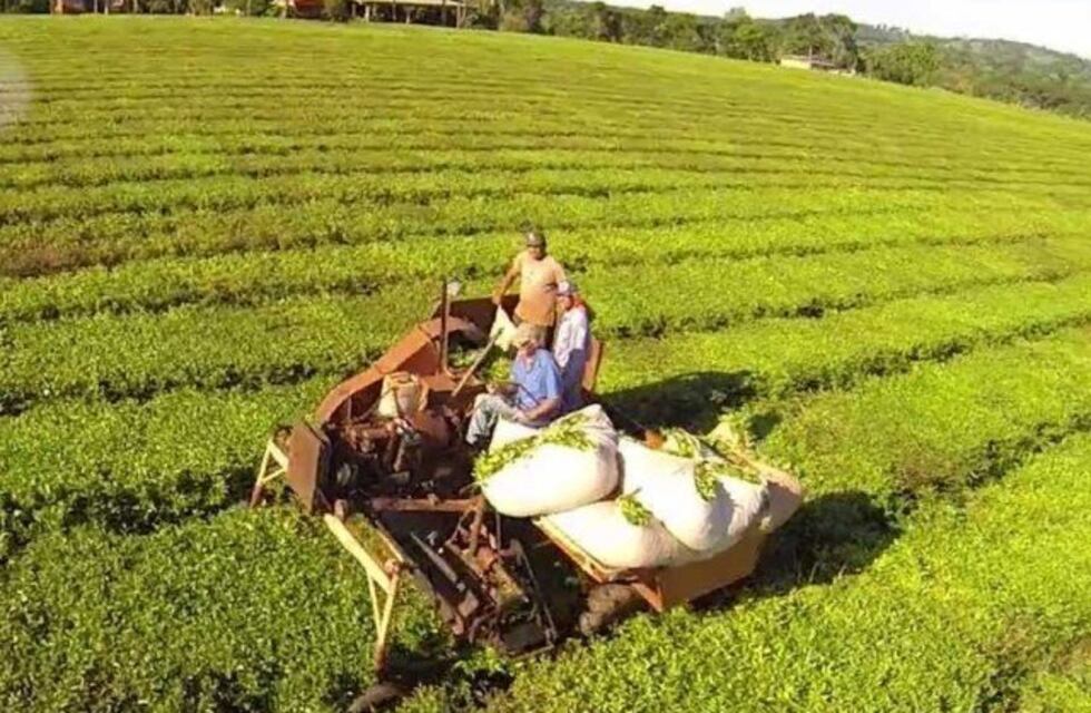 Productos de exportación de Misiones cerraron el primer del 2022 con balance positivo