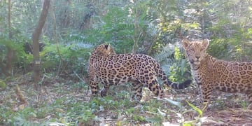 Gentileza de Parque das Aves, Teconews Informa y Allan Silva.