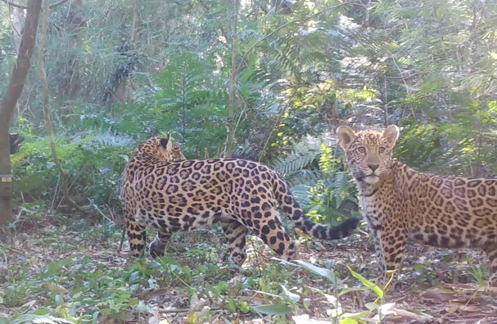 Foz de Iguazú: dos yaguaretés ingresaron al Parque de las Aves y cazaron flamencos