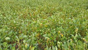 Buscan en Córdoba a un hombre que desapareció hace más de una semana.