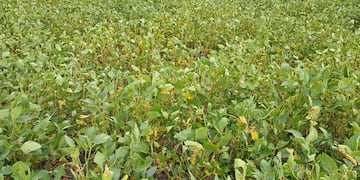 Buscan en Córdoba a un hombre que desapareció hace más de una semana.