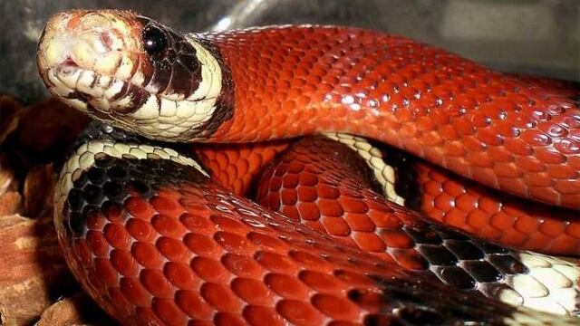 Una serpiente Coral fue rescatada desde el interior de una vivienda en la localidad de Carpintería, San Luis.