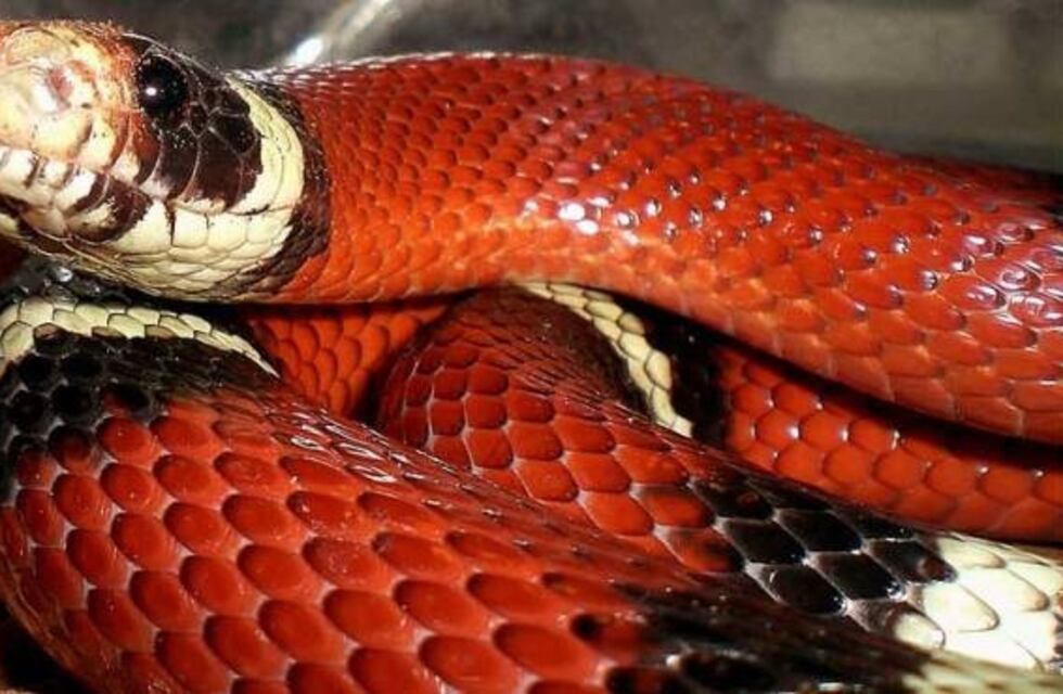 Una serpiente Coral fue atrapada cuando se deslizaba por el living de una vivienda