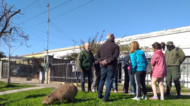 El roedor se había quedado en el barrio luego un intento de Gendarmería para llevárselo en julio. (@movil_kike)
