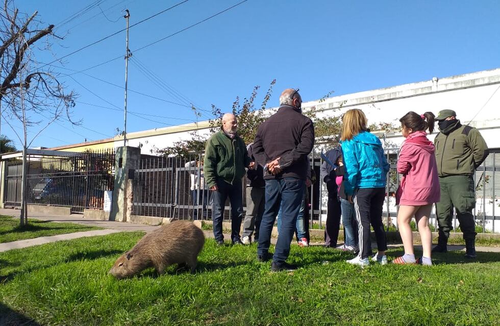 Familia llora la muerte de “Pancho”, el carpincho que adoptaron en Santa Fe