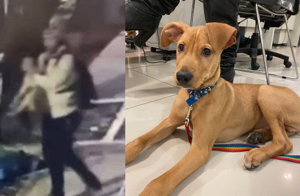 Maltrato animal y “salvajismo” humano: una mujer tiró al tacho de basura a un perro cachorro