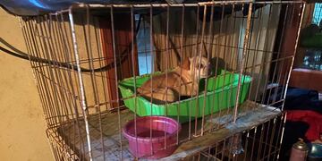 En la vivienda de Avenida Nuestra Señora del Rosario al 2000 había caniles, rejas y jaulas. (@carolabayru)