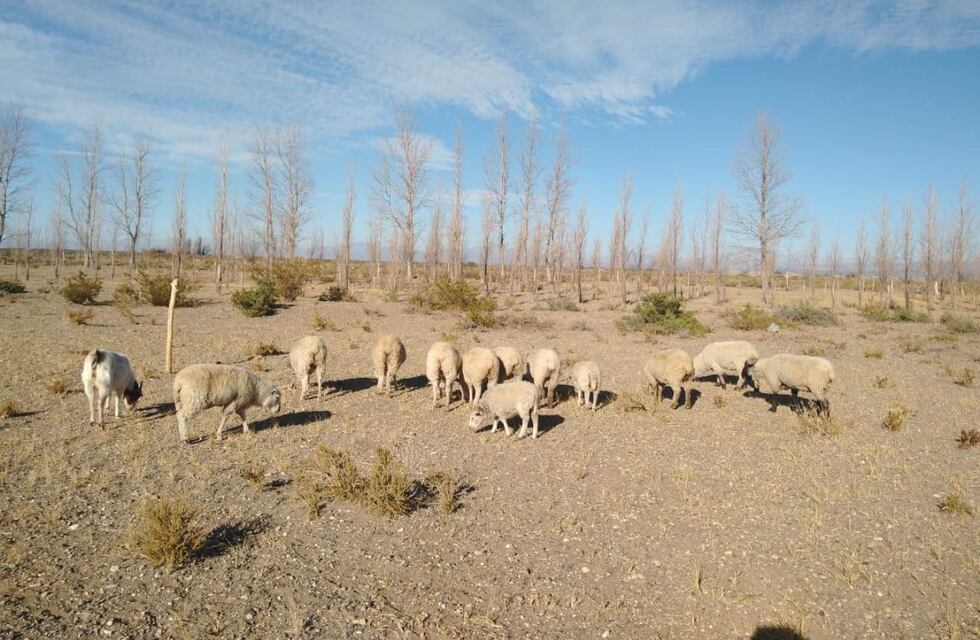 Un puestero malargüino denunció el robo de 40 animales