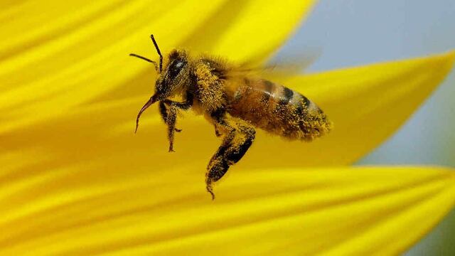 ABEJA. Imagen ilustrativa (Archivo/AP).