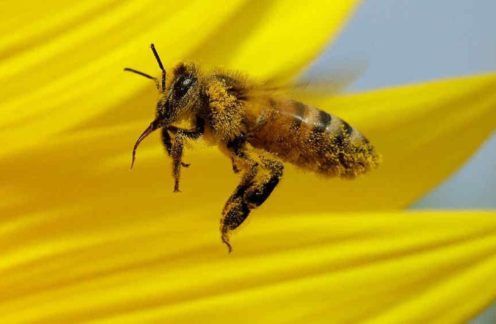 Las Heras comienza con la “Semana de la Miel”