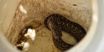 Los efectivos rescataron diferentes especies de serpientes. (Foto ilustrativa)