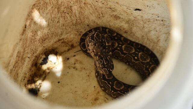 Los efectivos rescataron diferentes especies de serpientes. (Foto ilustrativa)